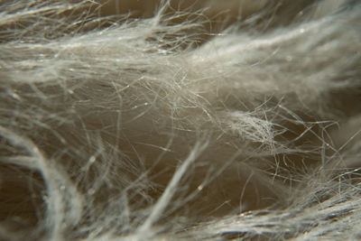 Full frame shot of feather