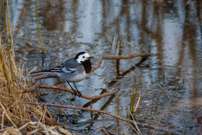 Bird perching on a lake