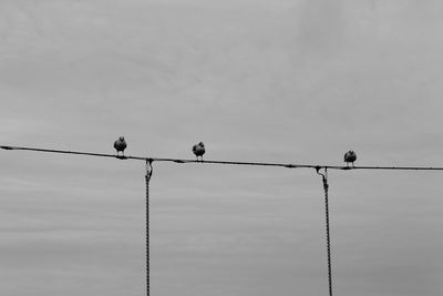 Low angle view of birds perching on cable against sky