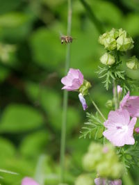 Close-up of pink flowers