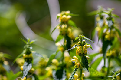 Close-up of insect on plant