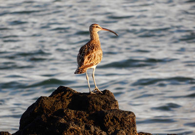 Bird perching on rock