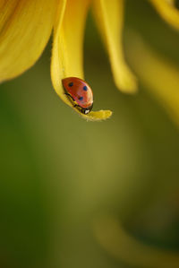 Close-up of ladybug on flower