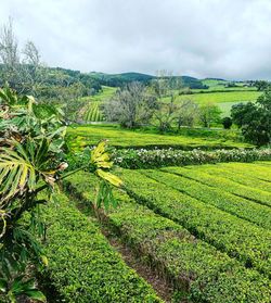 Scenic view of agricultural field against sky