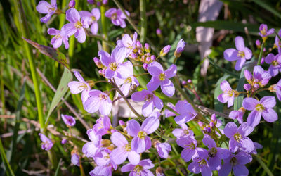 Close-up of purple flowering plants