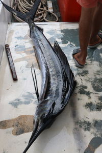 High angle view of man preparing fish