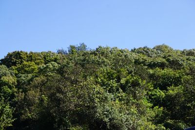 Low angle view of trees against clear blue sky