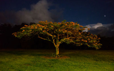 Trees on field against sky at night