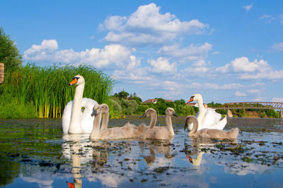 View of swans in lake against sky