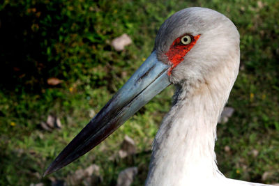 Close-up of bird