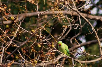 Close-up of bird perching on branch