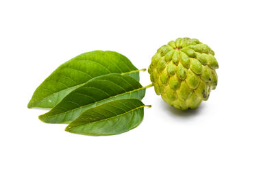 Close-up of green leaves against white background