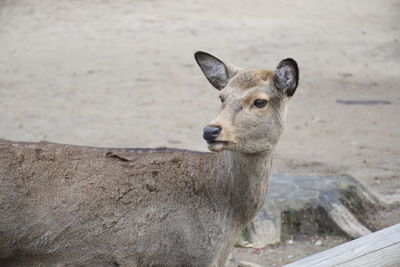 Close-up portrait of goat in zoo