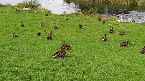 Flock of birds on a field