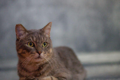 Portrait of tabby cat