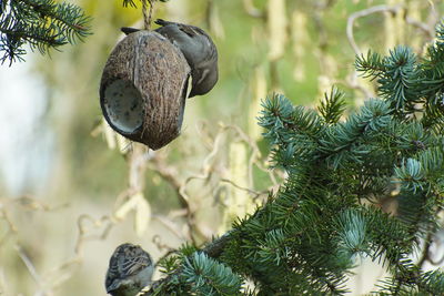 Close-up of christmas decorations hanging on tree