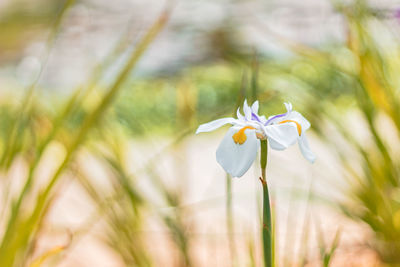 Close-up of white flowering plant