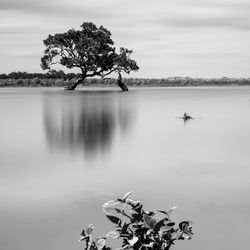 Reflection of trees in calm lake