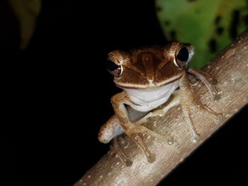 Close-up of snake against black background