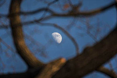 Low angle view of tree against sky at night