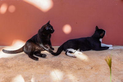 Two cats sat on the cement floor under the shade.