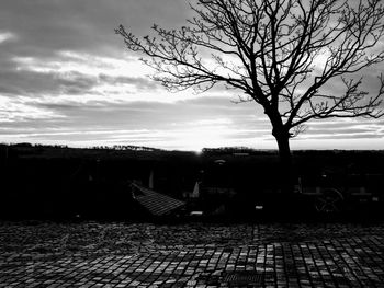 Tree on beach against sky