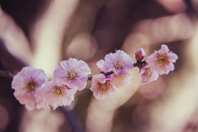 Close-up of pink cherry blossom