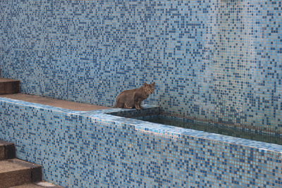 Cat sitting on retaining wall