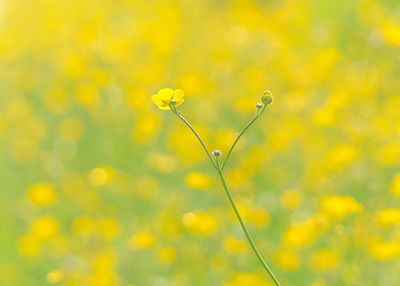 Close-up of yellow flowering plant on field