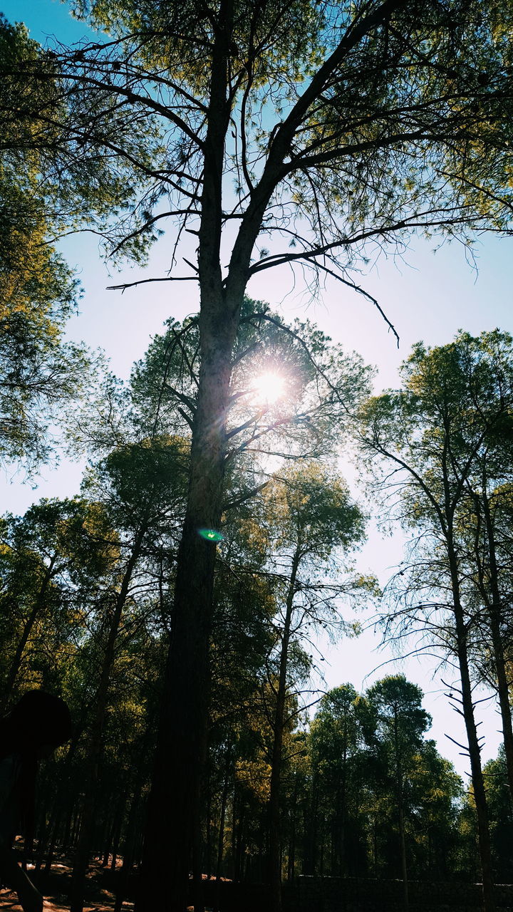 LOW ANGLE VIEW OF TREES AGAINST SUN