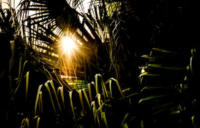 Close-up of plants growing on field