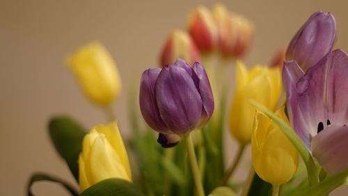 Close-up of purple tulips