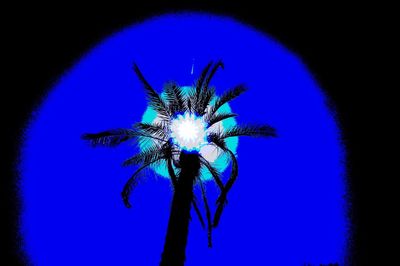 Low angle view of palm tree against blue sky