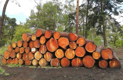 Stack of logs in forest