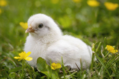 Close-up of a bird on field