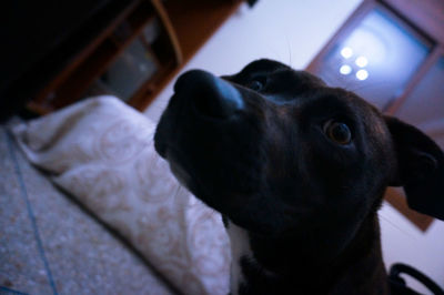 Close-up of dog looking away at home