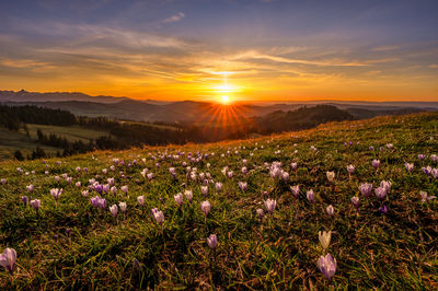 Scenic view of field against sky during sunset