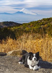 Dog on field against sky