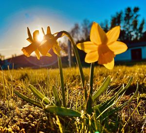 Close-up of yellow crocus flowers on field