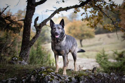 Portrait of dog standing on field