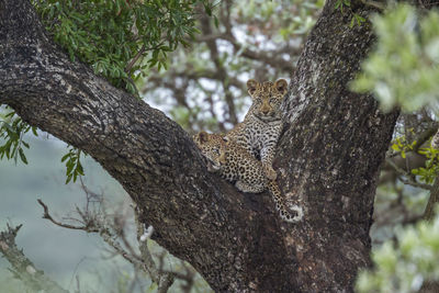 Close-up of a cat on tree trunk