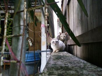 Cat sitting outdoors