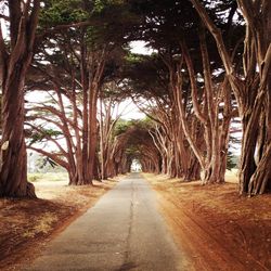 Road amidst trees at point reyes national seashore