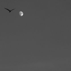 Low angle view of birds flying in sky