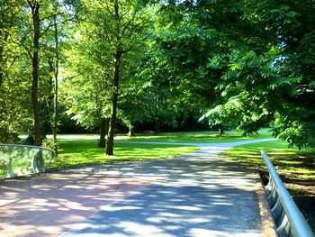 Road amidst trees