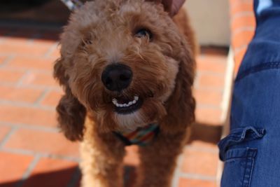 Close-up portrait of dog