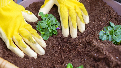 Cropped hand of person holding food