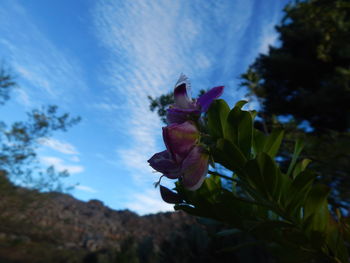 Low angle view of flowers against sky