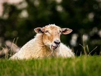 Close-up of sheep on field