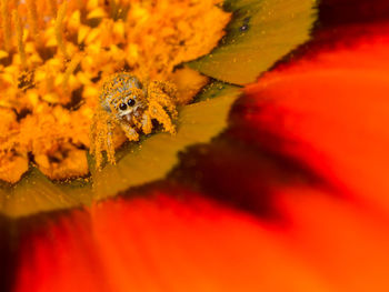 Macro shot of insect on orange flower